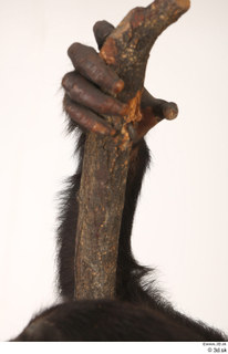 Chimpanzee Bonobo hand 0011.jpg